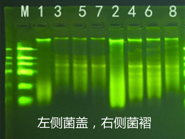 真菌DNA/RNA提取時(shí)樣本的預(yù)處理方法總結(jié)
